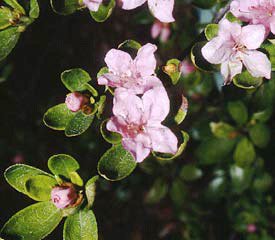 R. 'kiusianum'